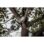 CABEZAL PODADORA QUIK-LOK JARDIN FUEL M18 FOPH-CSA REF,4932464957 MILWAUKEE - Imagem 11