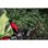 CABEZAL RECORTASETOS QUIK-LOK JARDIN FUEL M18 FOPH-HTA REF,4932464959 MILWAUKEE - Imagem 13